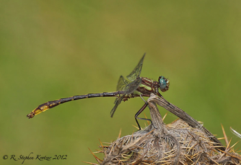 Phanogomphus exilis, male